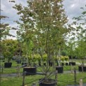 Parrotia persica - Foto 3