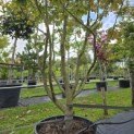 Parrotia persica - Foto 2