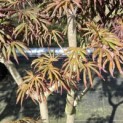Acer palmatum 'Trompenburg' - Foto 2