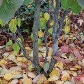 Davidia involucrata - Foto 1