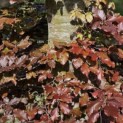 Fagus sylvatica 'Atropunicea' - 2