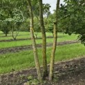 Quercus robur - Foto 6