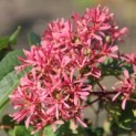 Heptacodium miconioides - Foto 1