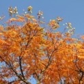 Koelreuteria paniculata. impressie herfstkleur volwassen boom