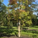 Acer Triflorum - Foto 1