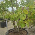 Davidia involucrata - 4