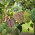 Cercidiphyllum japonicum - 3
