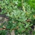 Acer campestre - 7