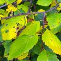 Carpinus betulus