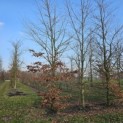Fagus sylvatica - linker beuk maart 2026.