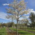 Amelanchier lamarckii - 2
