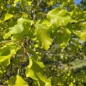 Fagus sylvatica 'Rohan Gold' - 4