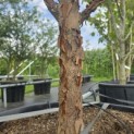 Acer griseum - 3