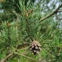 Pinus sylvestris - Foto 1