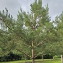 Pinus sylvestris - 1
