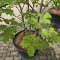 Quercus rubra - Foto 2