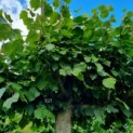 Tilia americana 'Nova' - Afbeelding 1021