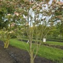 Cornus kousa 'Stellar Pink' - Foto 4