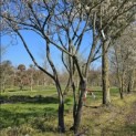 Amelanchier lamarckii - 2