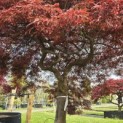 Acer palmatum 'Garnet' - 4
