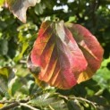 Parrotia persica - 3