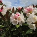 Rhododendron yakushimanum 'Hydon Velvet' - 3