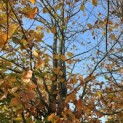 Fagus sylvatica - Foto 3
