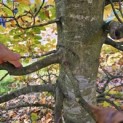 Fagus sylvatica - Foto 4