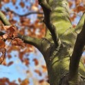 Fagus sylvatica 'Atropunicea' - november 2025
