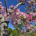 Malus floribunda - 1