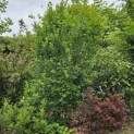 Amelanchier alnifolia 'Obelisk' - 1