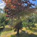 Fagus sylvatica 'Atropunicea' - Foto 6