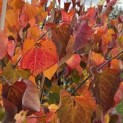Cercis canadensis 'Forest Pansy' - Foto 1