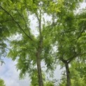 Gleditsia triacanthos ‘Inermis' - 6