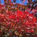 Acer palmatum Masu-kagami - 1