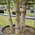 Pinus nigra 'Nigra' - Foto 2