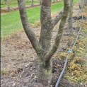 Parrotia persica - Foto 2