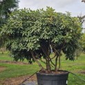 Rhododendron 'Catawbiense Boursault' - 1