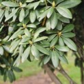 Rhododendron 'Catawbiense Boursault' - 2