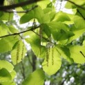 Quercus pontica - impressie bloei