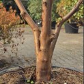 Acer griseum - 1