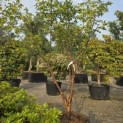 Acer griseum - 2