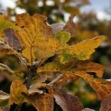 Quercus pontica - 2
