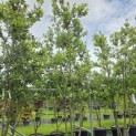 Quercus ilex - 1