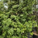 Quercus ilex - 2