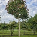 Heptacodium miconioides - Foto 3