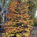 Fagus sylvatica - najaar 2025