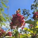 Hydrangea paniculata 'Pinky Winky' - Foto 3