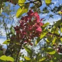 Hydrangea paniculata 'Pinky Winky' - Foto 2