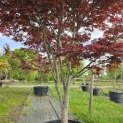 Acer palmatum 'Trompenburg' - Foto 7